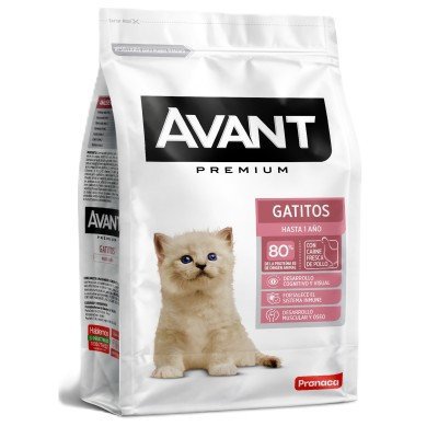AVANT GATITOS